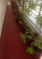 SUJA WATERPROOFING SOLUTIONS - Latest update - Balcony Waterproofing Service in Rajagopalanagar Bangalore Call Now : 9945843699